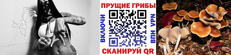 Псилоцибиновые грибы GOLDEN TEACHER  Купить  Асбест 